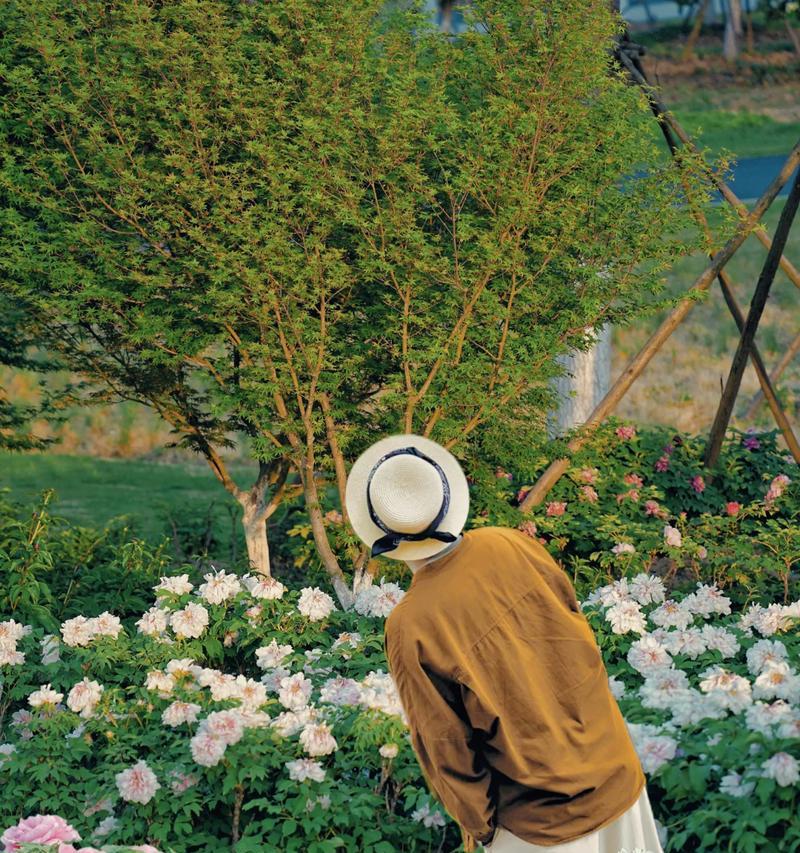 国色芳华的花代表什么？如何理解其深层含义？