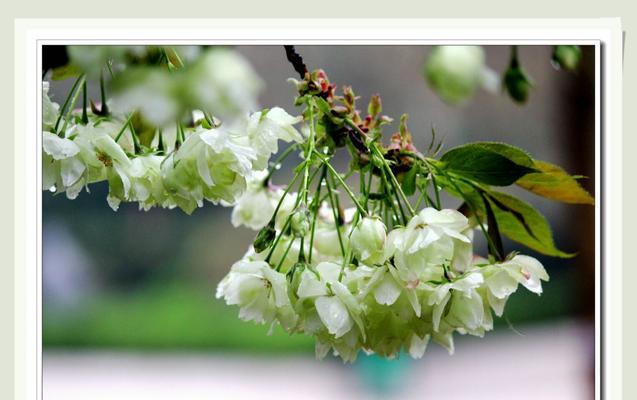 春雨花语的由来是什么？花语背后的故事是什么？