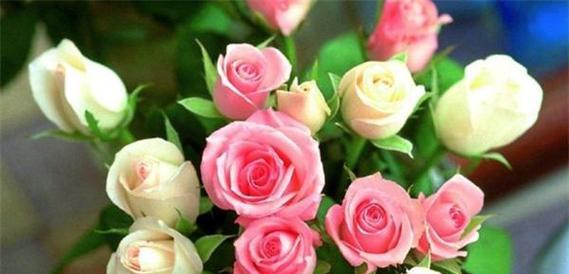 25朵花代表什么含义？花语背后的秘密是什么？