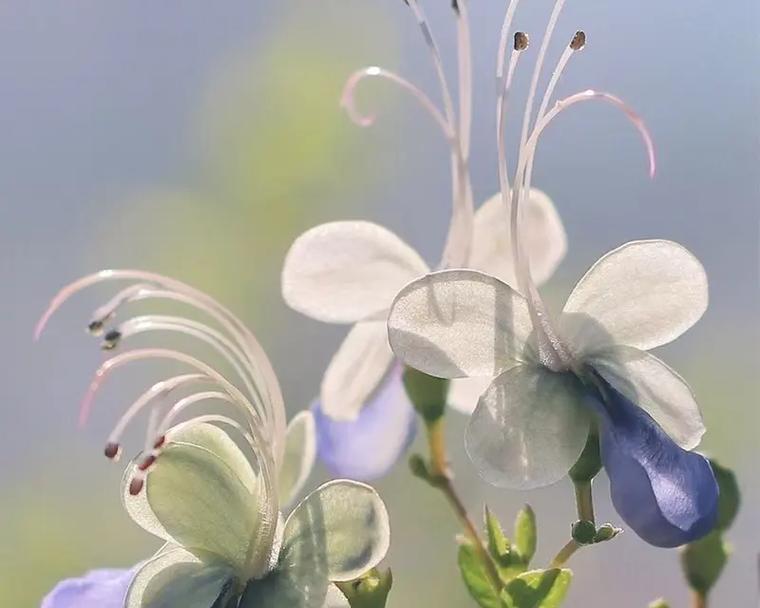 蝴蝶花象征前世情人吗？这种花的含义是什么？