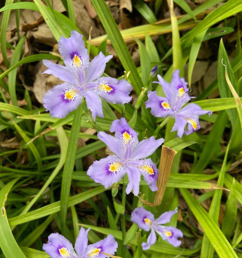 蝴蝶花象征前世情人吗？这种花的含义是什么？