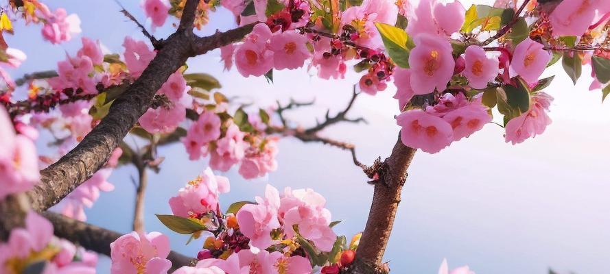 本命花的寓意是什么？如何挑选代表自己生肖的花卉？
