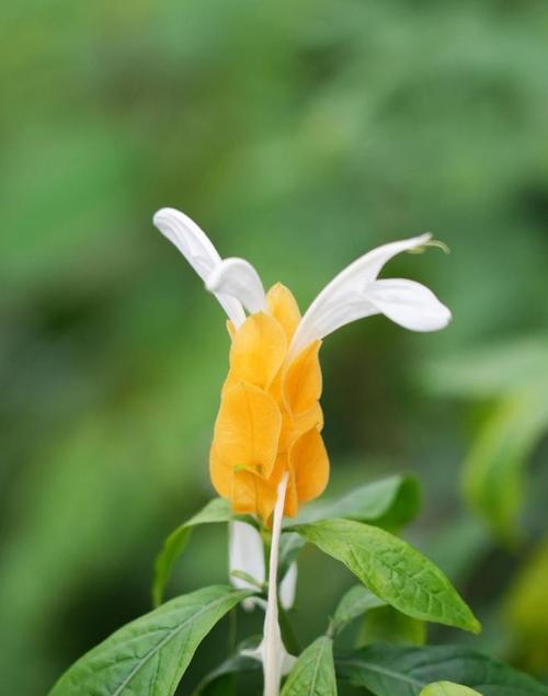 湛江花语什么梗？如何理解湛江的花语文化？