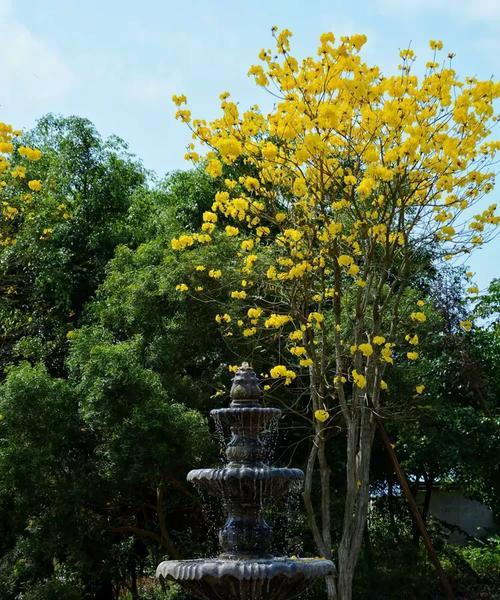 湛江花语什么梗？如何理解湛江的花语文化？
