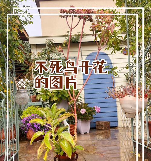 生命的象征是生命之花？这个谜底揭示了什么含义？