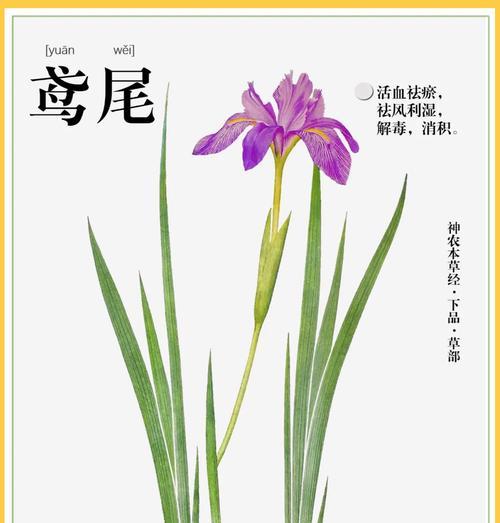 韩国象征恋爱的爱情花是什么？