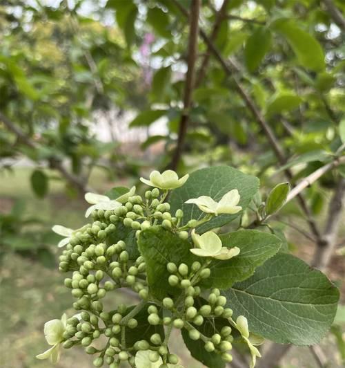 琼花象征富贵的原因是什么？琼花的寓意有哪些特点？