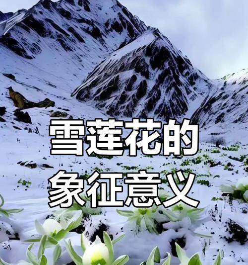 什么花代表着什么的寓意？如何根据花的种类选择合适的花语？