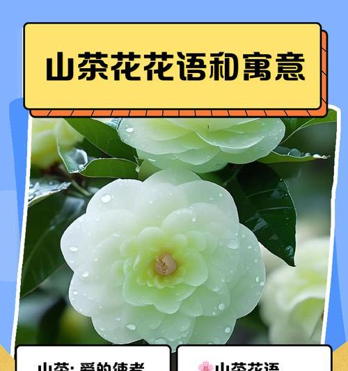 枯桑花代表什么含义？枯桑花的花语有哪些？