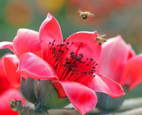 枯桑花代表什么含义？枯桑花的花语有哪些？