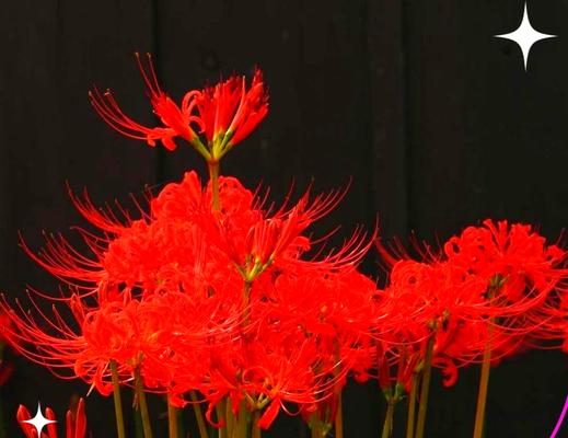 寓意着不放弃的花是什么花？这种花的花语有哪些含义？