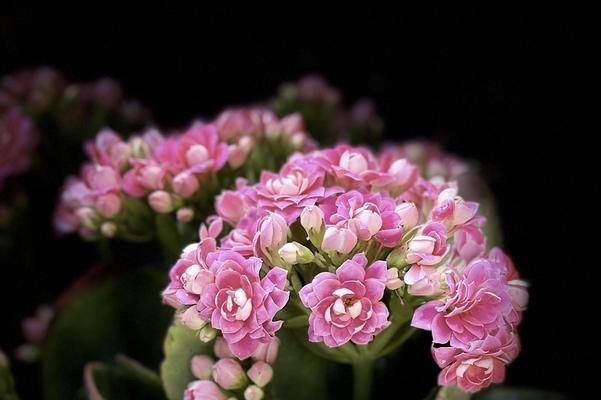 寓意着不放弃的花是什么花？这种花的花语有哪些含义？