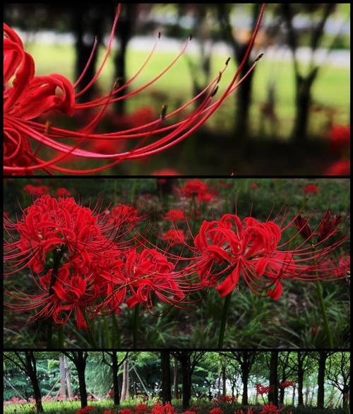 象征死亡的红色花是什么花？这种花的含义和用途有哪些？