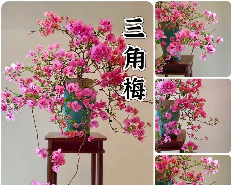 三角梅花语是什么？三角梅的花语有哪些含义？