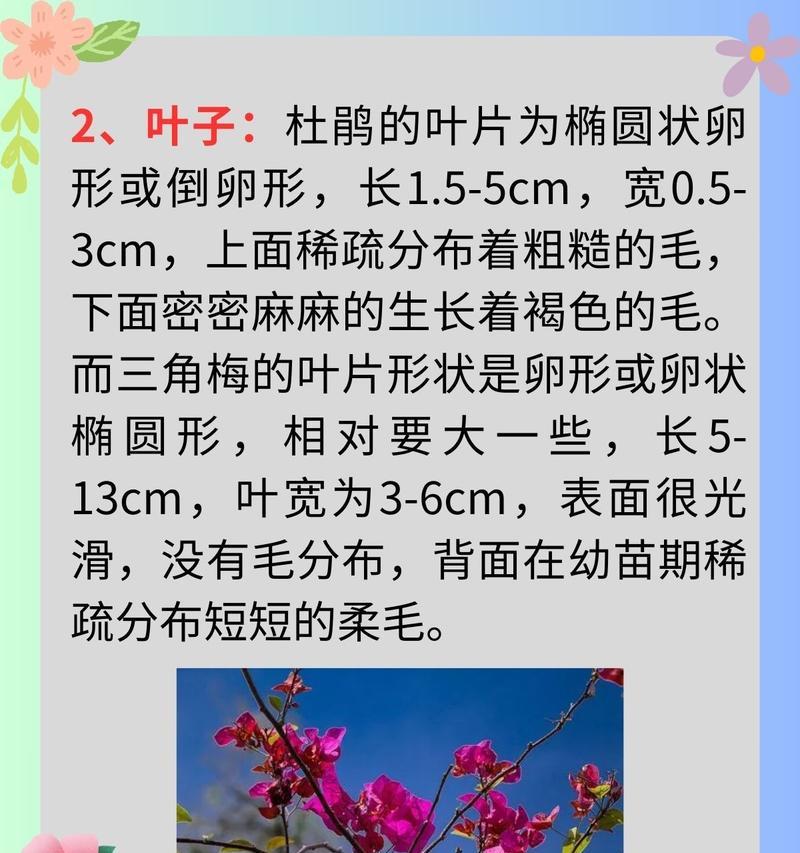 三角梅花语是什么？三角梅的花语有哪些含义？