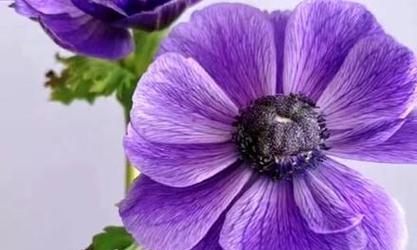 紫色花材代表什么？紫色花材的象征意义有哪些？