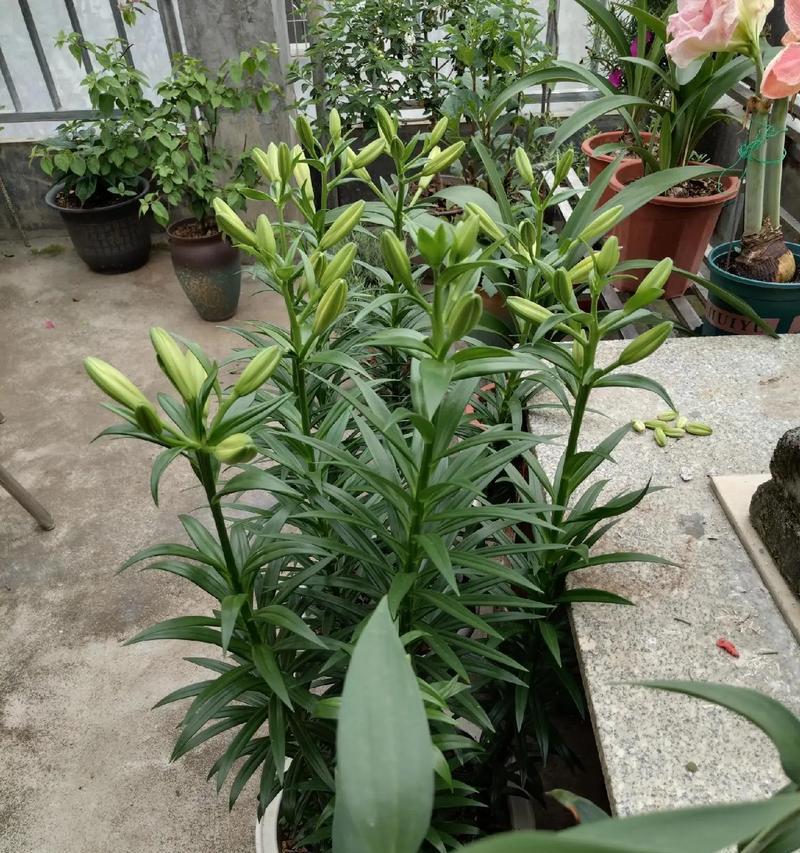 掉落的花寓意什么？花语背后隐藏的含义是什么？