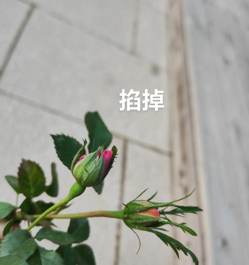 掉落的花寓意什么？花语背后隐藏的含义是什么？