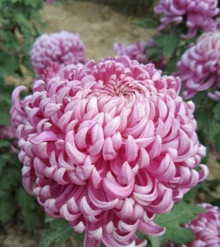 象征亲情姐妹情谊的花是什么花？如何用花表达姐妹间的情感？