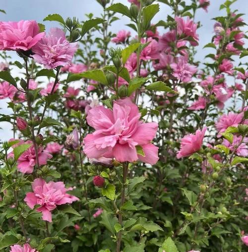 象征在困难中生长的花是什么花？有哪些花在逆境中绽放？