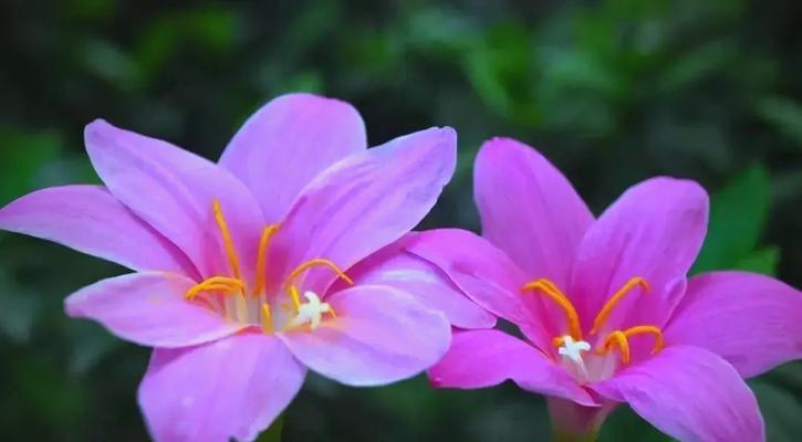 象征在困难中生长的花是什么花？有哪些花在逆境中绽放？