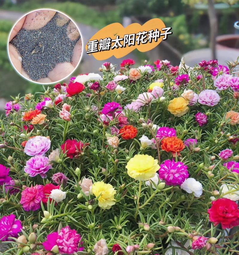 太阳花的寓意是什么？如何正确理解太阳花的象征意义？