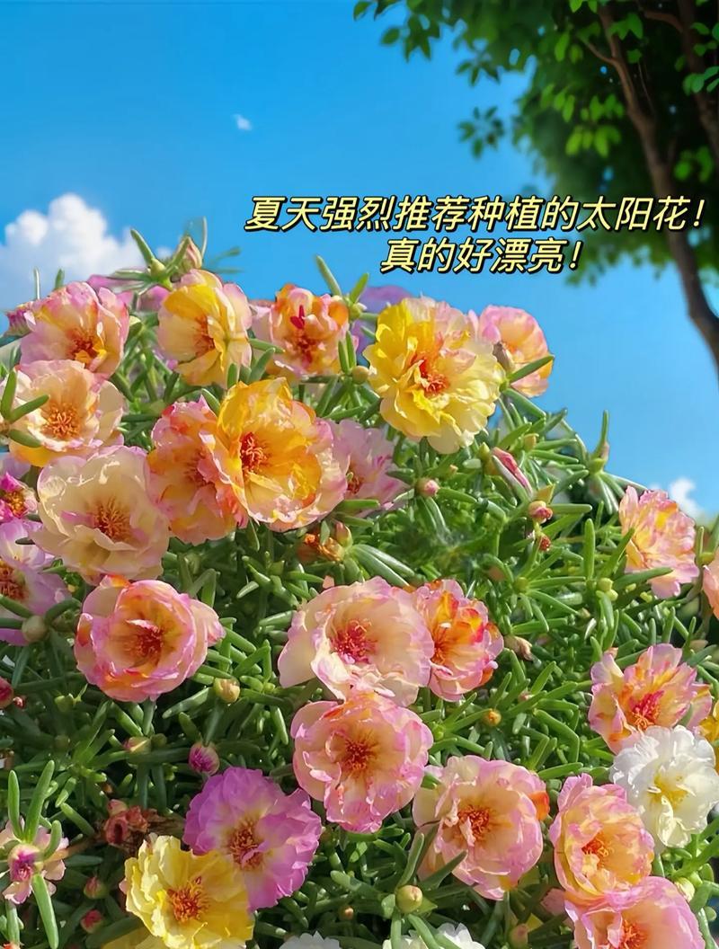 太阳花的寓意是什么？如何正确理解太阳花的象征意义？