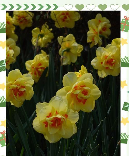 水仙花语代表什么含义？如何正确解读水仙的花语？