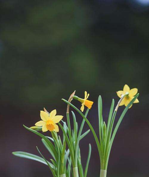 水仙花语代表什么含义？如何正确解读水仙的花语？