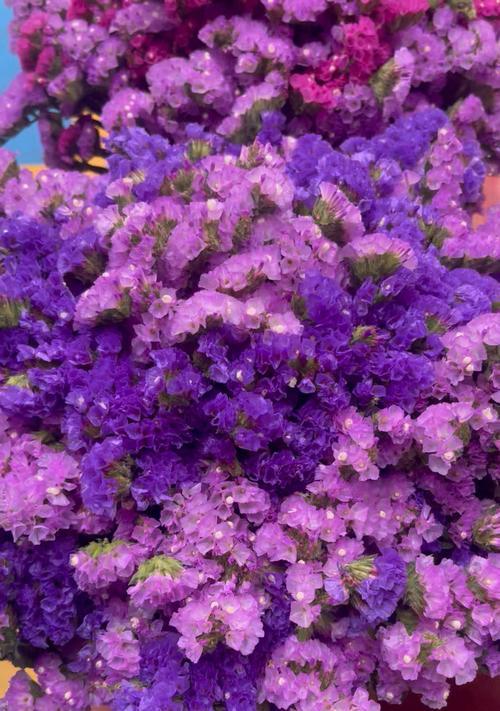 勿忘我花语代表什么？它的含义有哪些？