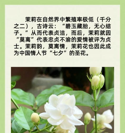 茉莉花串代表什么意义？它的象征含义有哪些？