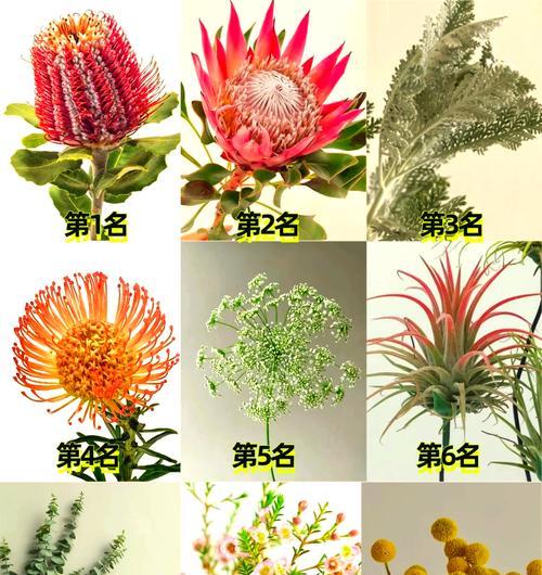 象征着傲娇的花是什么花？这种花的花语和特点是什么？