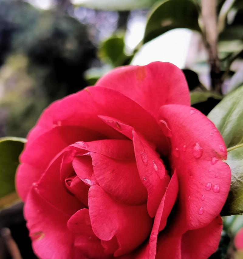 象征着傲娇的花是什么花？这种花的花语和特点是什么？