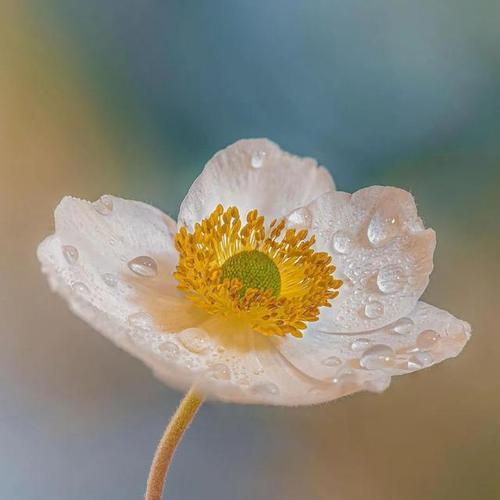 象征着傲娇的花是什么花？这种花的花语和特点是什么？