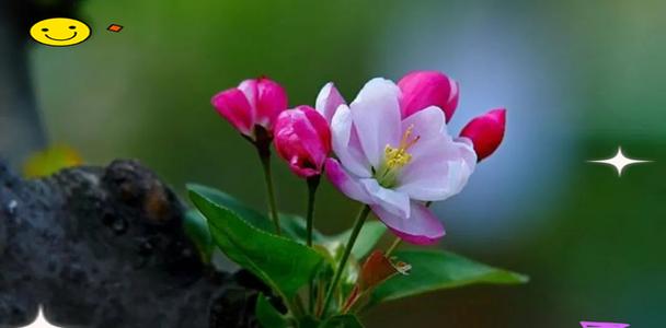 象征珍贵记忆的花是什么？哪种花能代表深刻的记忆？