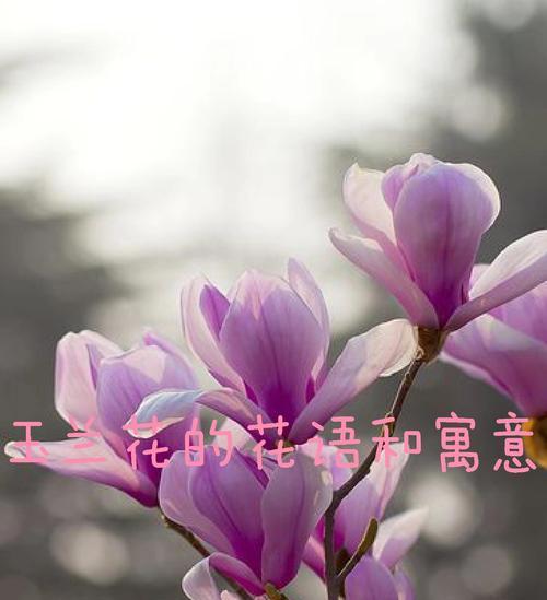 花语友谊送什么花好呢？如何选择表达友谊的花卉？
