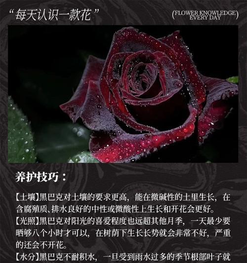 什么花寓意欺骗别人的爱？揭秘最具欺骗性的花卉象征