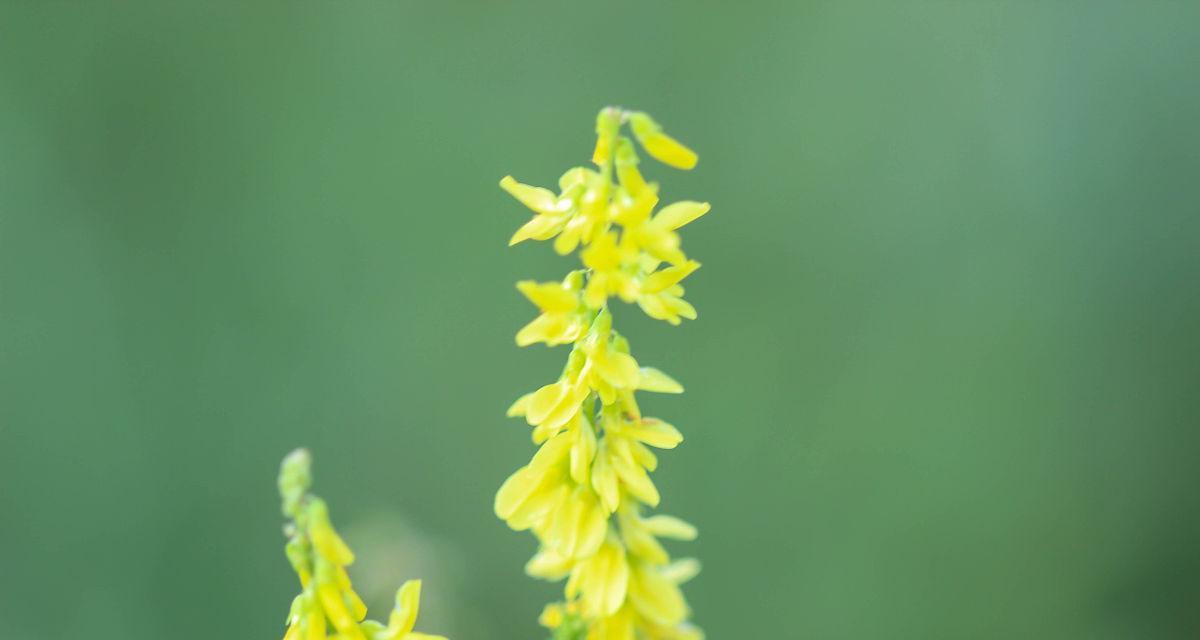 三叶草花变黄了意味着什么？黄色三叶草花的寓意是什么？