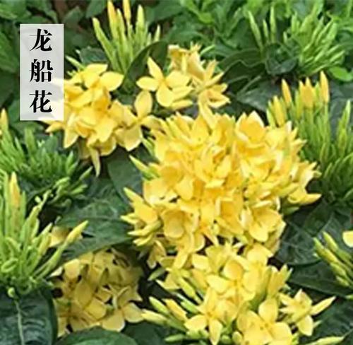三叶草花变黄了意味着什么？黄色三叶草花的寓意是什么？