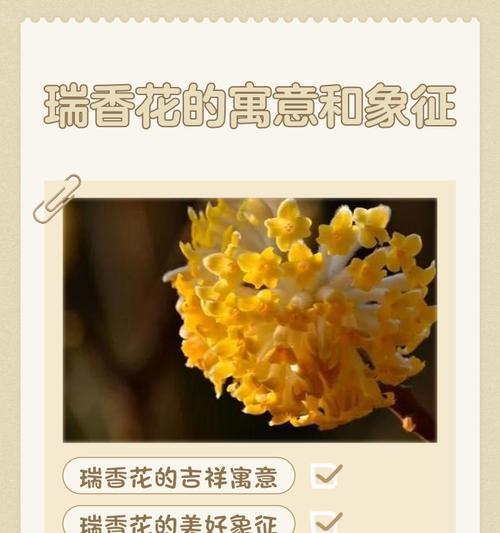 花的寓意与意思是什么？各种花象征着什么？