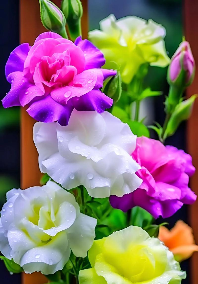 桔梗花不同花色的寓意是什么？如何理解它们的象征意义？