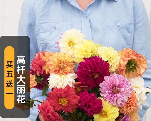 高丽花象征着什么？高丽花的寓意有哪些常见问题解答？