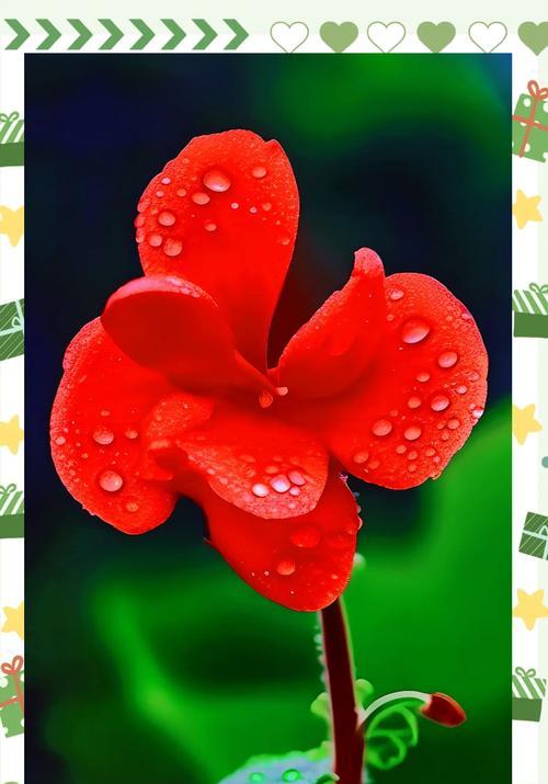 高丽花象征着什么？高丽花的寓意有哪些常见问题解答？