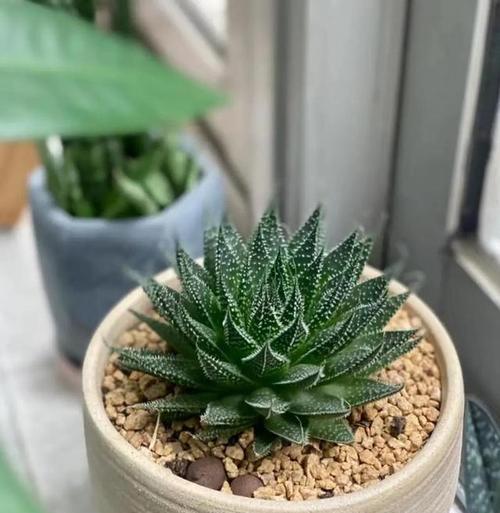 花语卷卡顿是什么原因？如何解决花语卷卡顿问题？