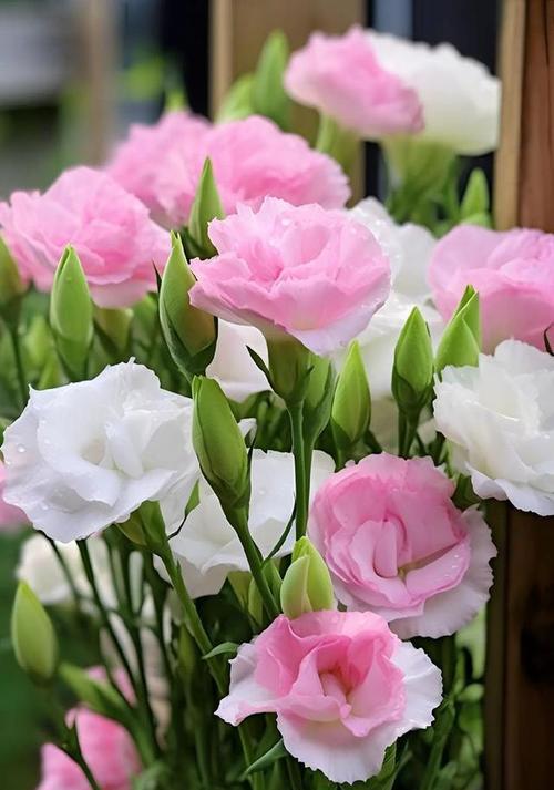 3.5朵花代表什么花语？花语含义有哪些常见疑问解答？
