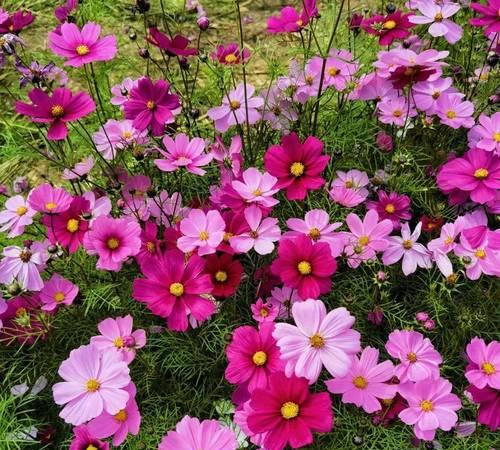 南宁的象征花是什么？南宁市花有哪些特点和意义？