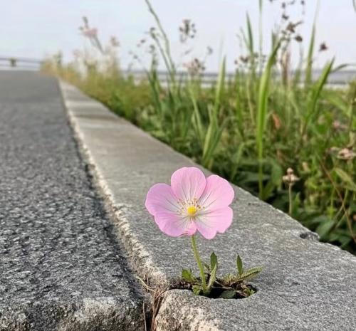 刃的花象征着什么？其背后的文化含义是什么？