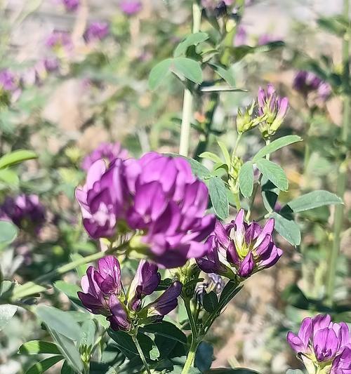 刃的花象征着什么？其背后的文化含义是什么？