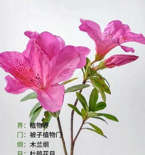映山红花语是什么意思？如何理解映山红的象征意义？