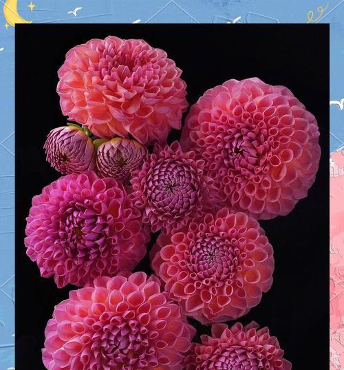 大丽花花语是什么？如何正确理解大丽花的含义？